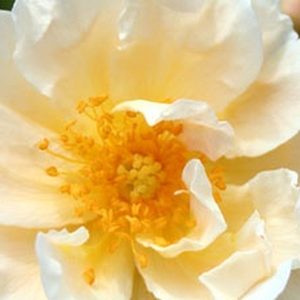 Rose Shopping Online - White - old garden roses - discrete fragrance -  Goldfinch - George Paul - The begining of the blooming the petals are gold. Later it fade to creamy, and yellow stamens became visible.
